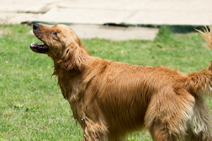 두부의 양측 슬개골 탈구 수술